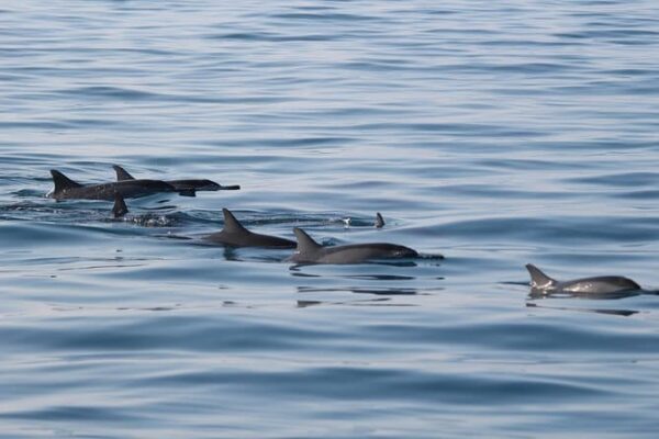 Muscat Dolphin Watching